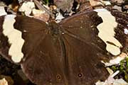 Wonder Brown (Heteronympha mirifica)
